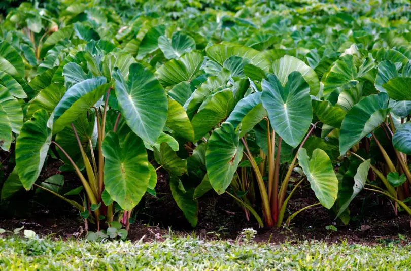 Taro Crops in Aitutaki Lagoon Cook Islands